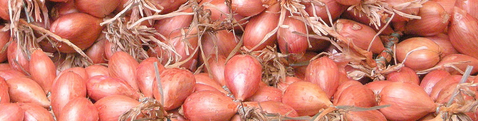 Bouquet d'échalotes rose-rouge avec tiges séchées, vue rapprochée du dessus