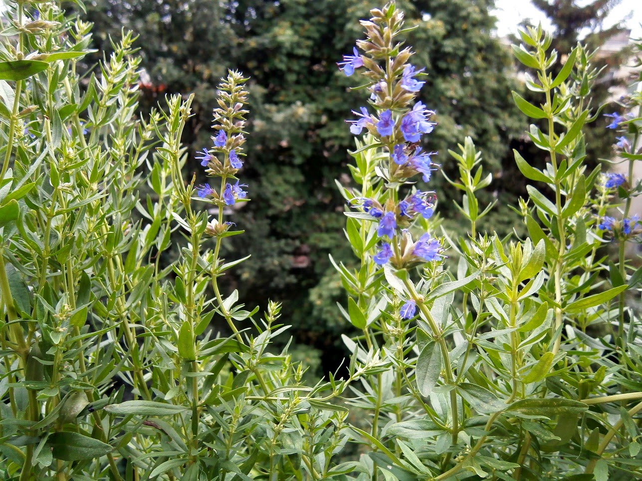 Plantes aromatiques violettes en fleurs avec feuillage vert, sur fond flou de conifères sombres, lumière naturelle tamisée