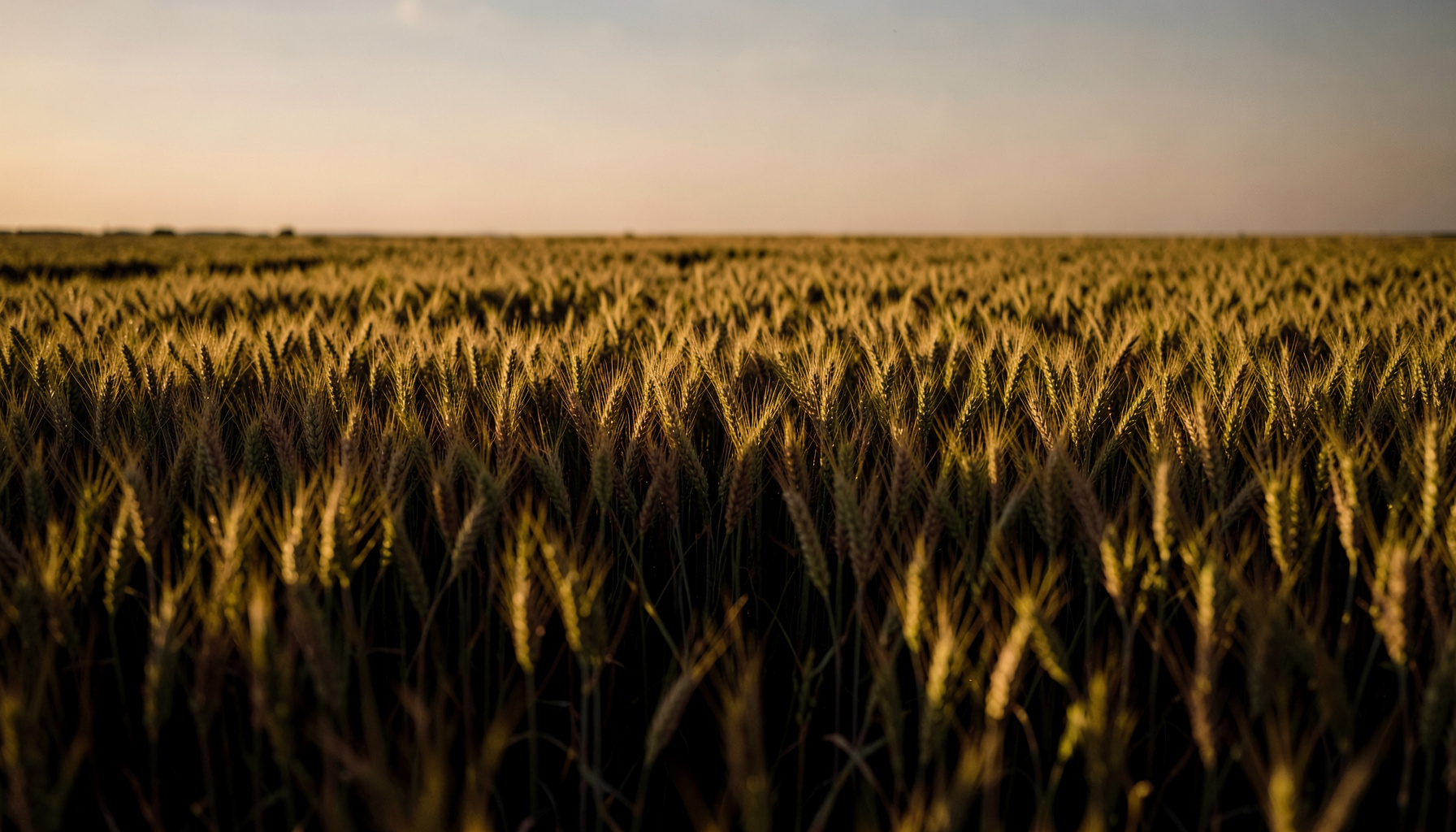 Gros plan d'un champ de blé doré sous un ciel doux, tons chauds de jaune paille et d'ambre, lumière de fin d'après-midi